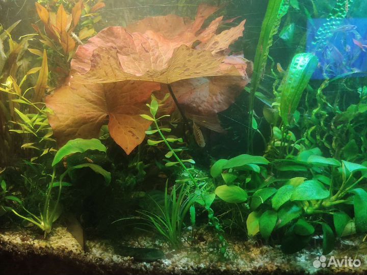 Аквариумные рыбки