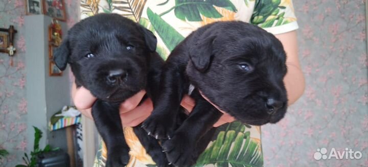 Щенки лабрадора