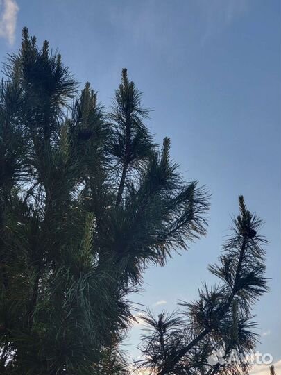 Офор аренды лесов. кадастр. проекты освоения лесов