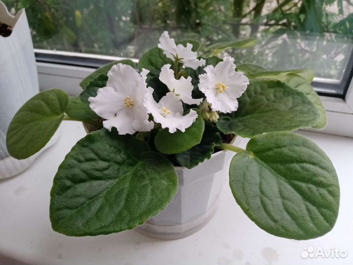 Фиалки лист