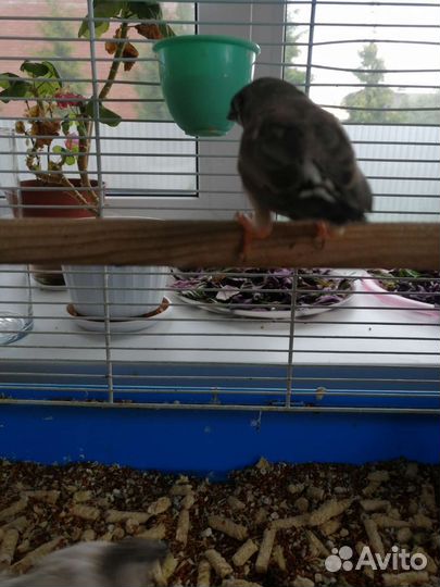 Зебровые амадины