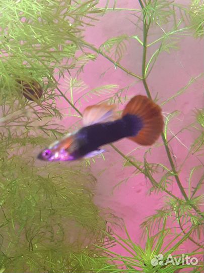 Аквариумные раки, креветки, гуппи, растения