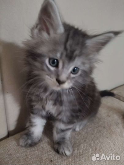 Кошки мейн-кун