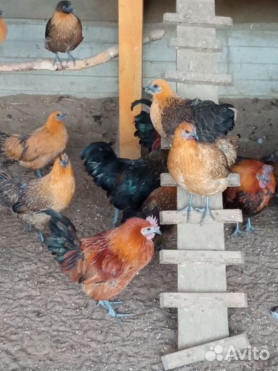 Лакеданзи. Петухи чёрно-медные