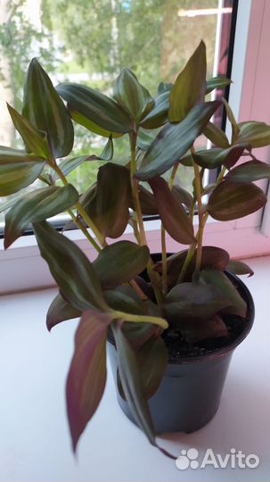 Традесканция