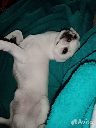 Вязка кобель чихуахуа