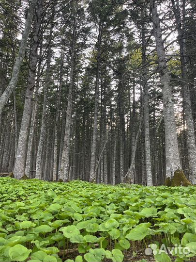 Экскурсии, авто-туры Сахалин