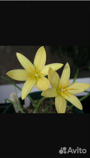 Выскочка белый, розовый, жёлтый