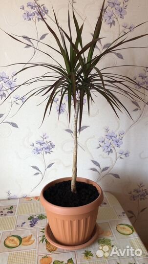 Драцена Маргината