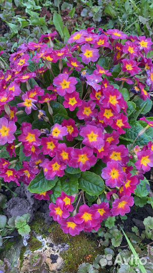 Цветы многолетники