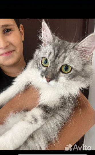 Кошка в дар