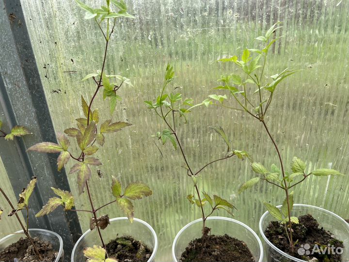 Продам клематис