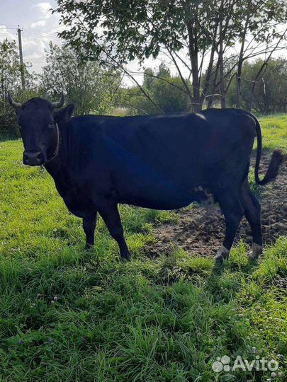 Корова высокоудойная