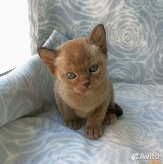 Котенок бурмы