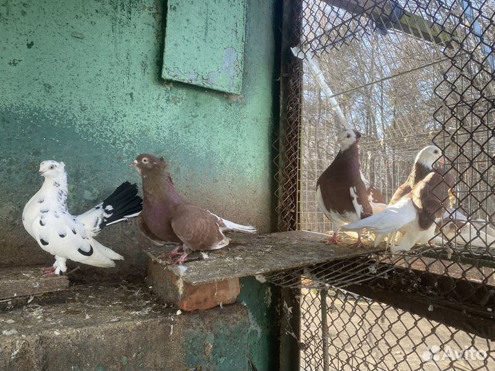 Голуби на выпуск