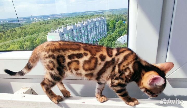 Бенгальские котята