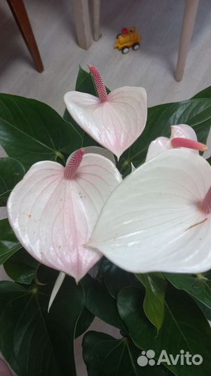 Антуриум фреш лав и ливиум