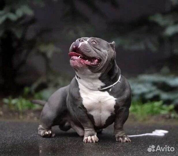 Американский булли,импорт Испания,вязка,щенки