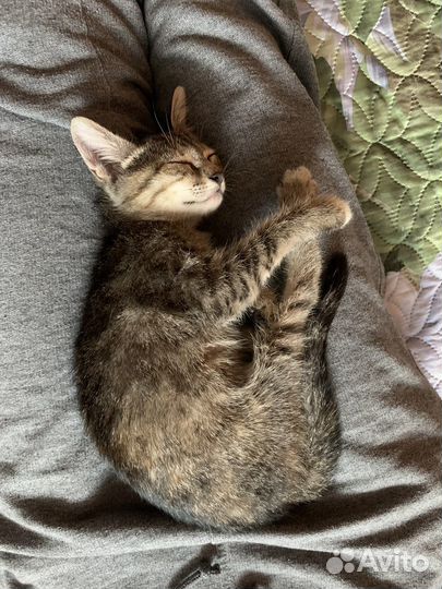 Домашний котенок