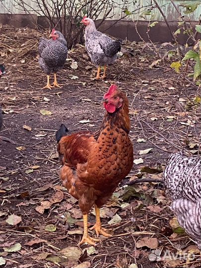 Молодые петухи