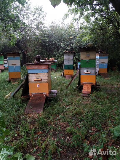 Ульи с пчелами