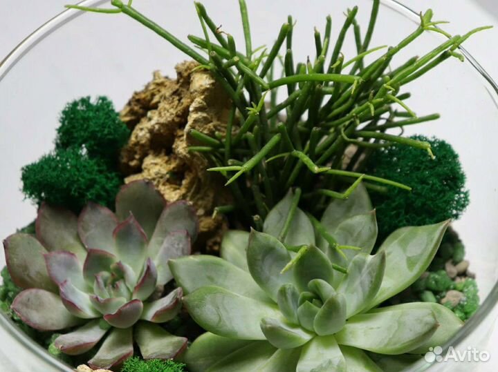 Флорариум террариум суккуленты подарок девушке