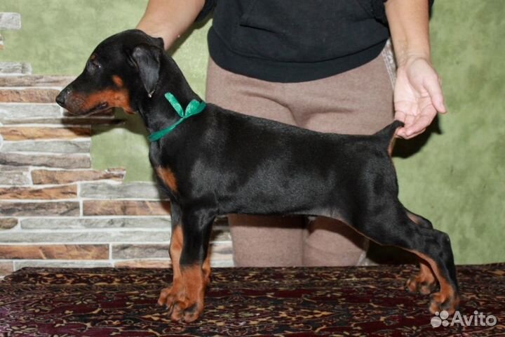 Щен. доберман