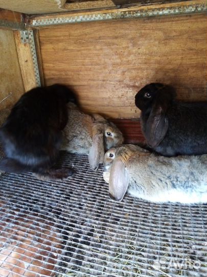 Кролики бараны самки