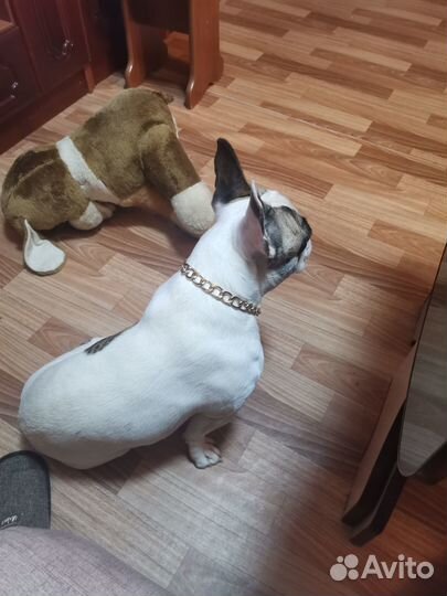 Случка собак