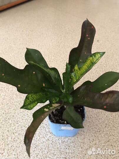 Комнатные цветы