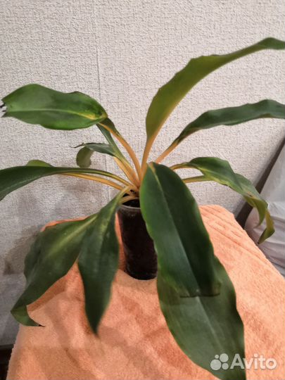 Хлорофитум оранж