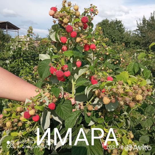 Саженцы малины ремонтантной, клубники, смородины