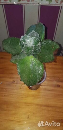 Филодендрон, кейн-бегонии, каланхое, крассула