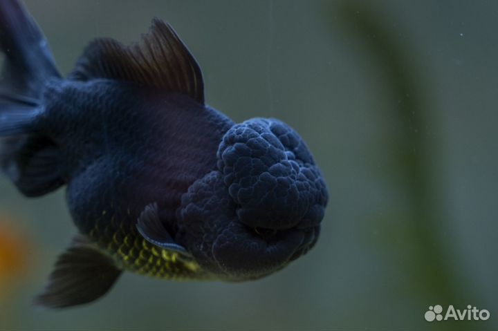 Оранда черная