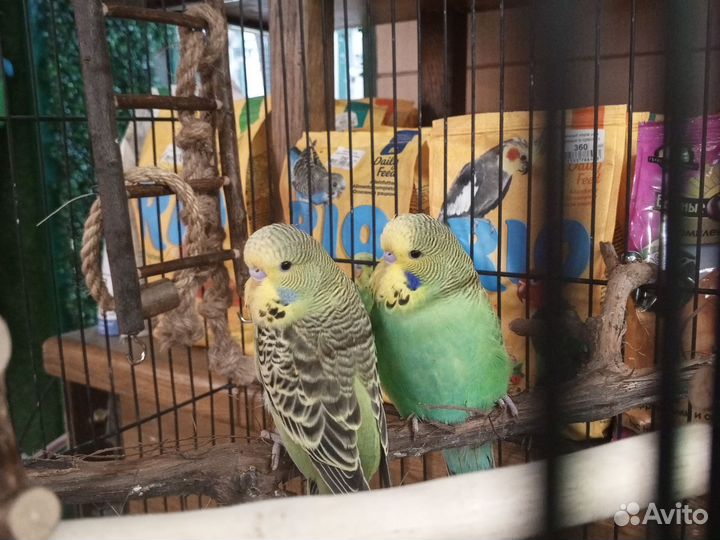 Птенцы волнистый попугай