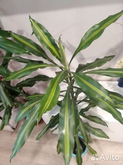 Пальма юкка 1,40см