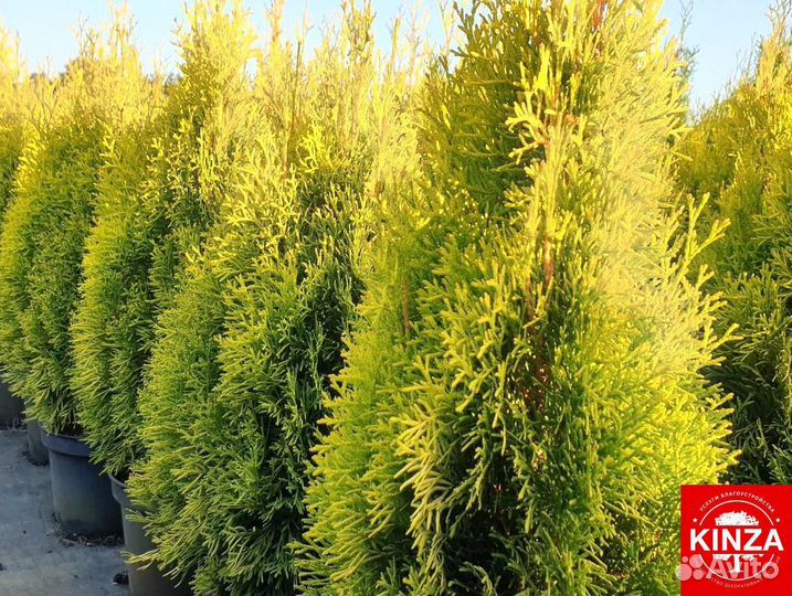 Туя смарагд 1,94 м