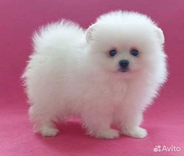 Шпиц мини мишка