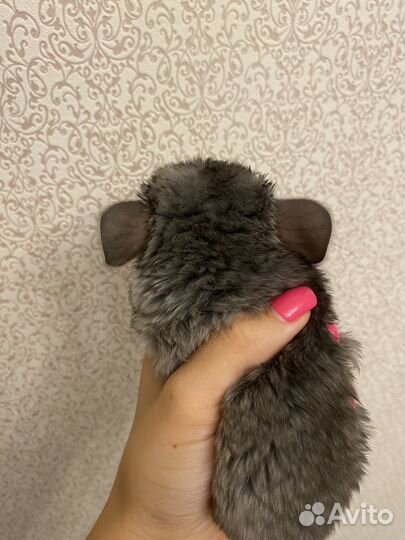 Щенок шиншиллы мальчик