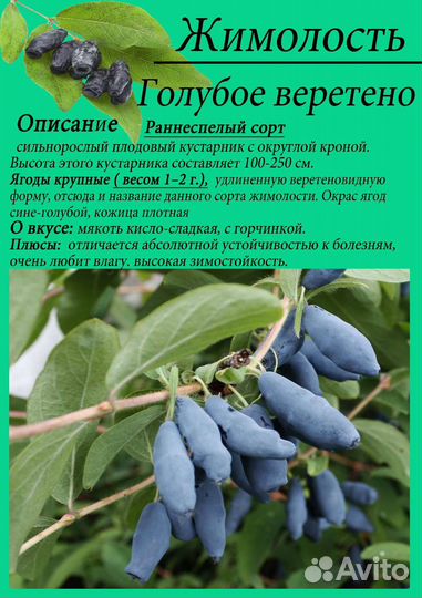 Жимолость саженцы зкс