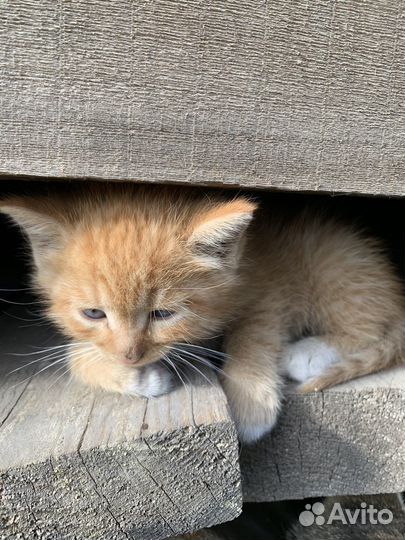 Котята в добрые руки