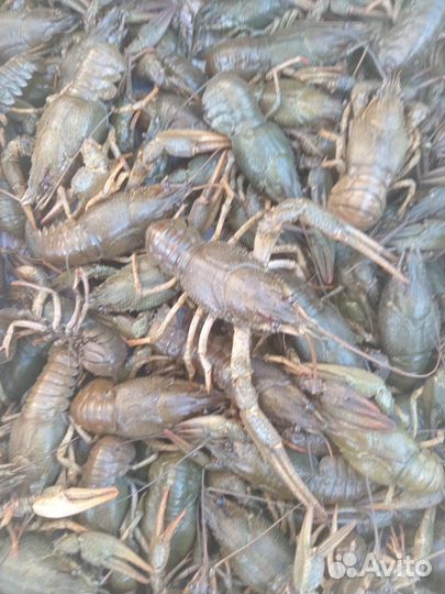 Продам живых раков