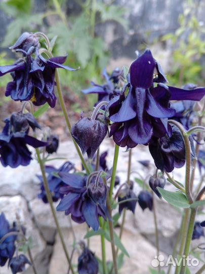 Многолетние растения для сада