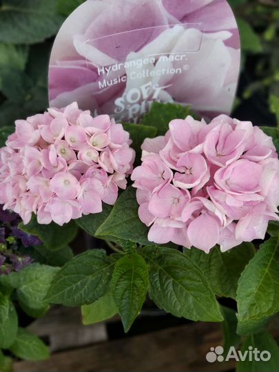 Гортензия крупнолистная Музыкальная Коллекция