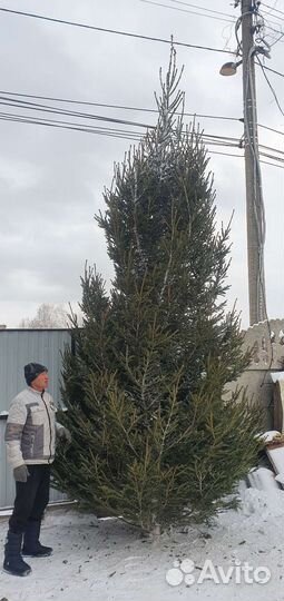 Ели живые новогоднии большие