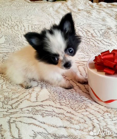 Маленькая Панда