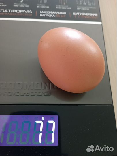 Яйцо перепелиное инкубационное