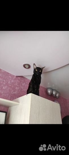 Корниш-рекс вязка
