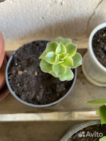 Суккуленты