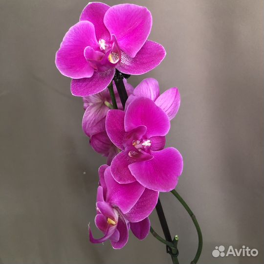 Королевская Орхидея фаленопсис African Queen